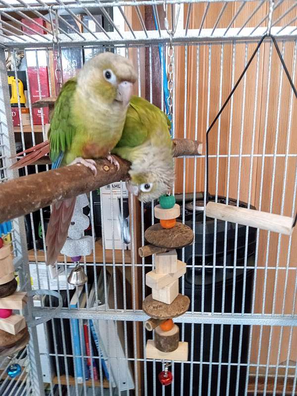 cinnamon-red-conure-for-sale