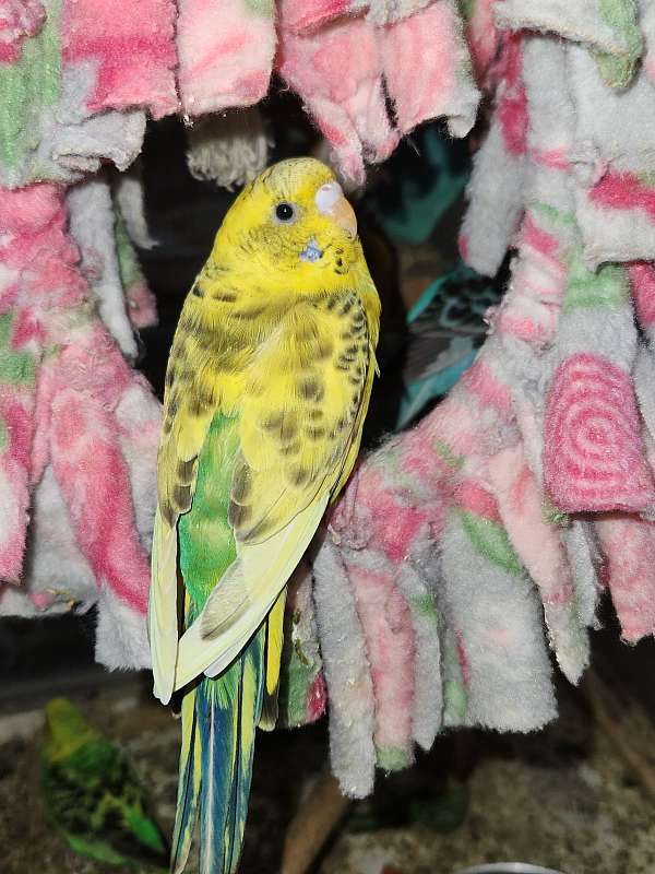 parakeet-for-sale