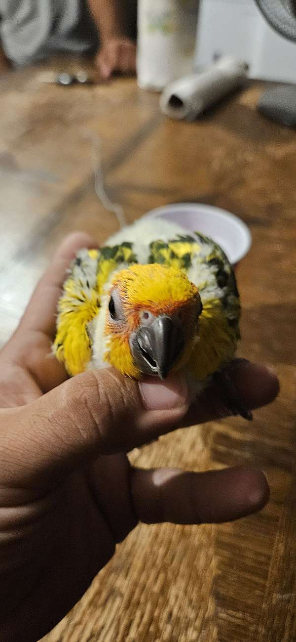 sun-conure-for-sale-in-durham-nc