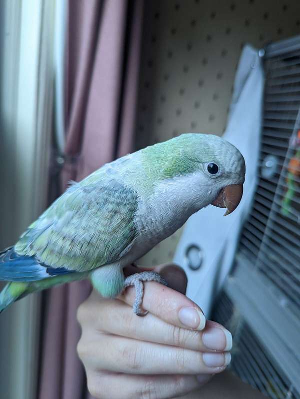 quaker-parrots-for-sale-in-fall-river-ma