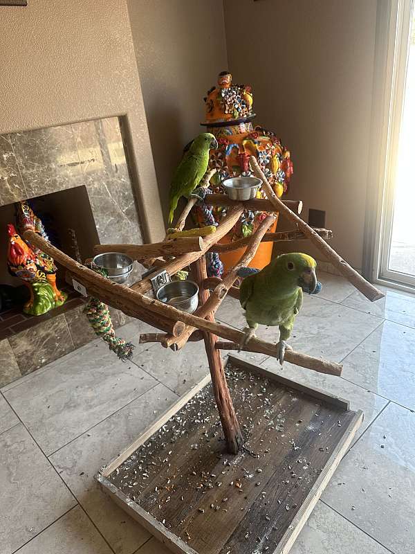 amazon-parrot-for-sale-in-bellflower-ca