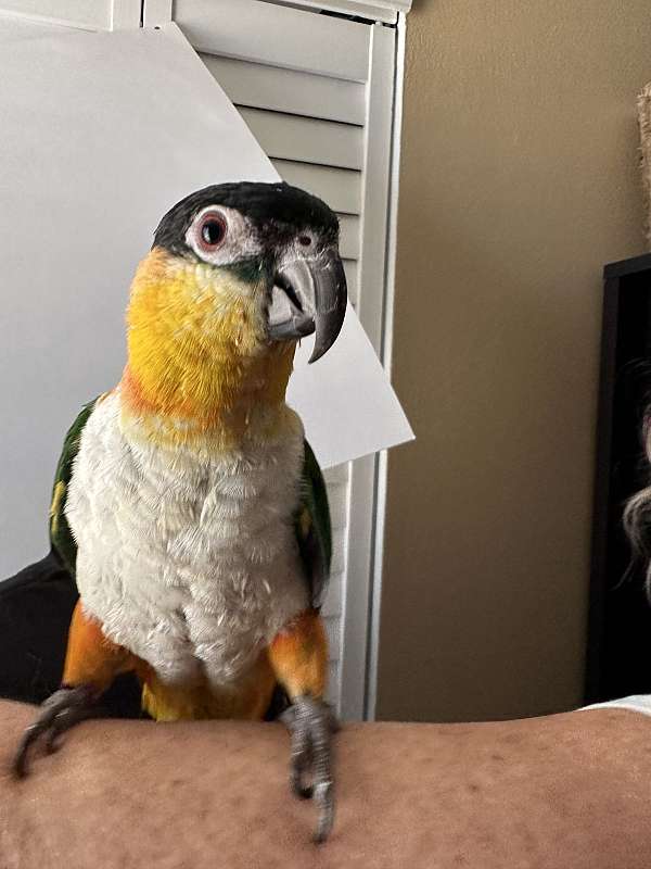 caique-for-sale