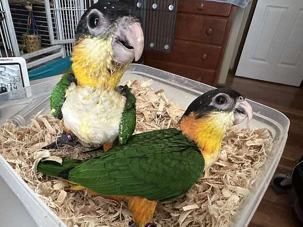 black-caique-for-sale