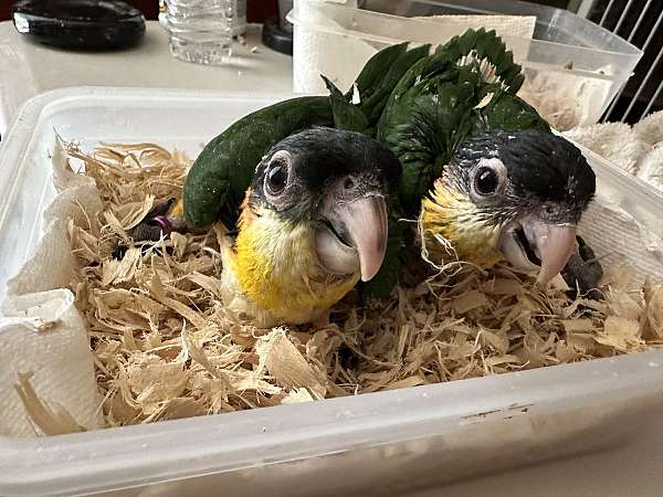 orange-caique-for-sale