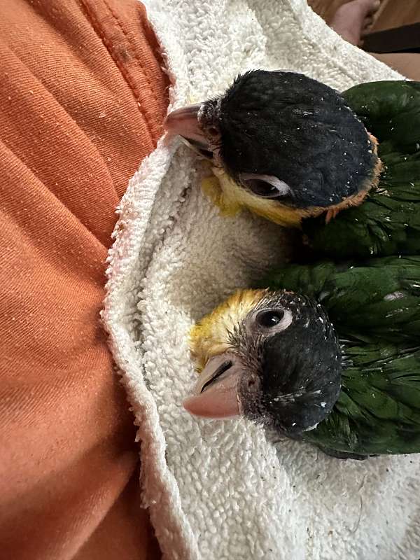 tangerine-caique-for-sale