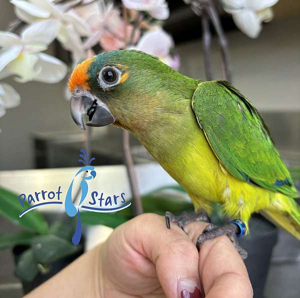 house-trained-peach-front-conure-for-sale