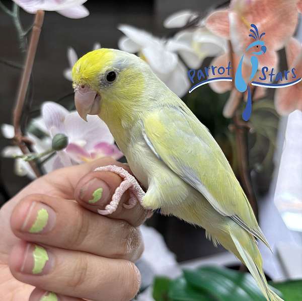 pacific-parrotlet-for-sale