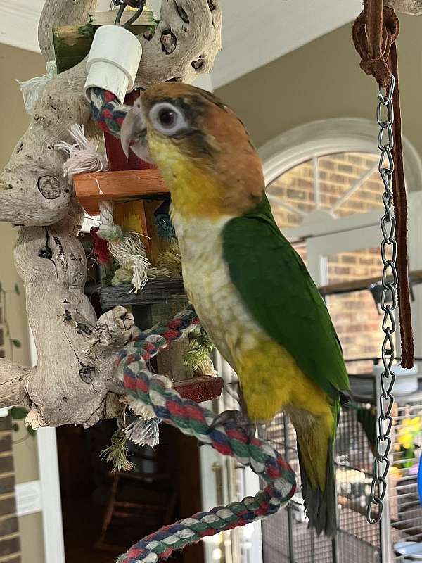 white-bellied-caique-for-sale