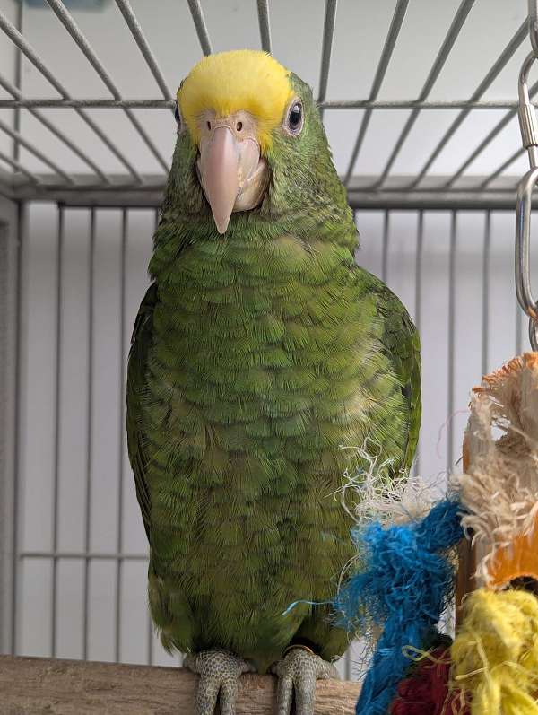 double-yellow-head-amazon-parrot-for-sale