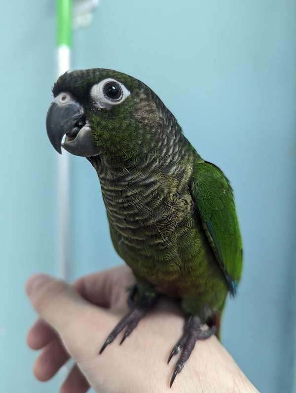 green-cheek-conure-for-sale