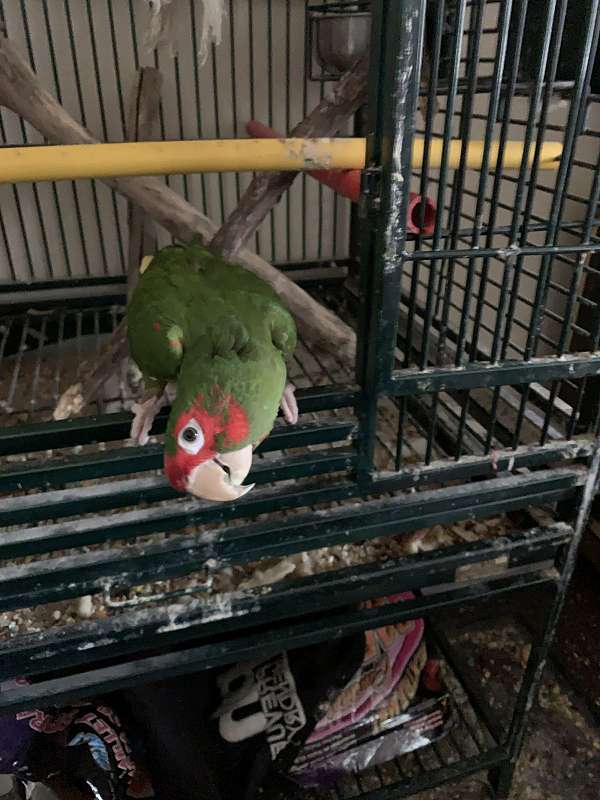 male-cherry-head-conure-for-sale