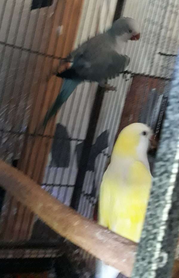 blue-yellow-bird-for-sale-in-kissimmee-fl