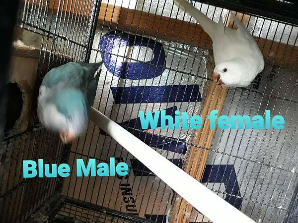 blue-white-bird-for-sale-in-kissimmee-fl