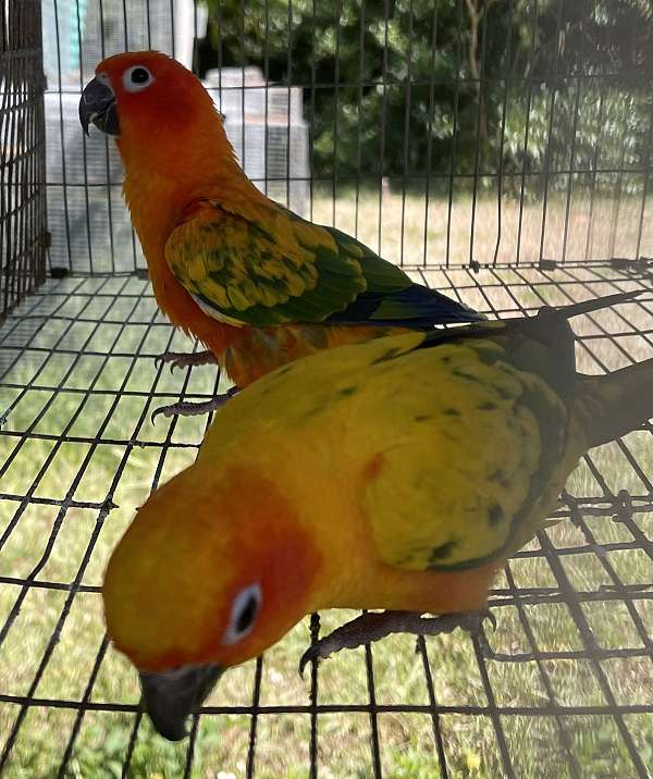 conure-sun-conure-for-sale-in-west-palm-beach-fl