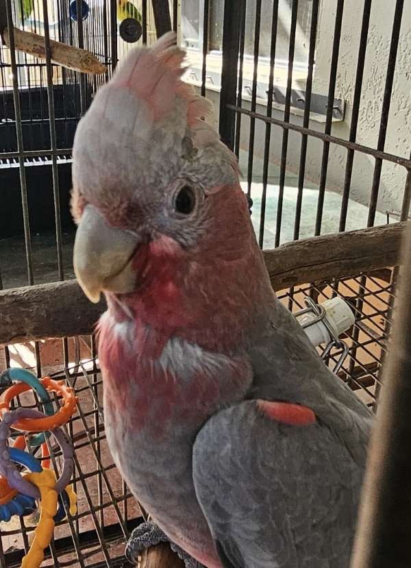 rose-breasted-cockatoo-for-sale