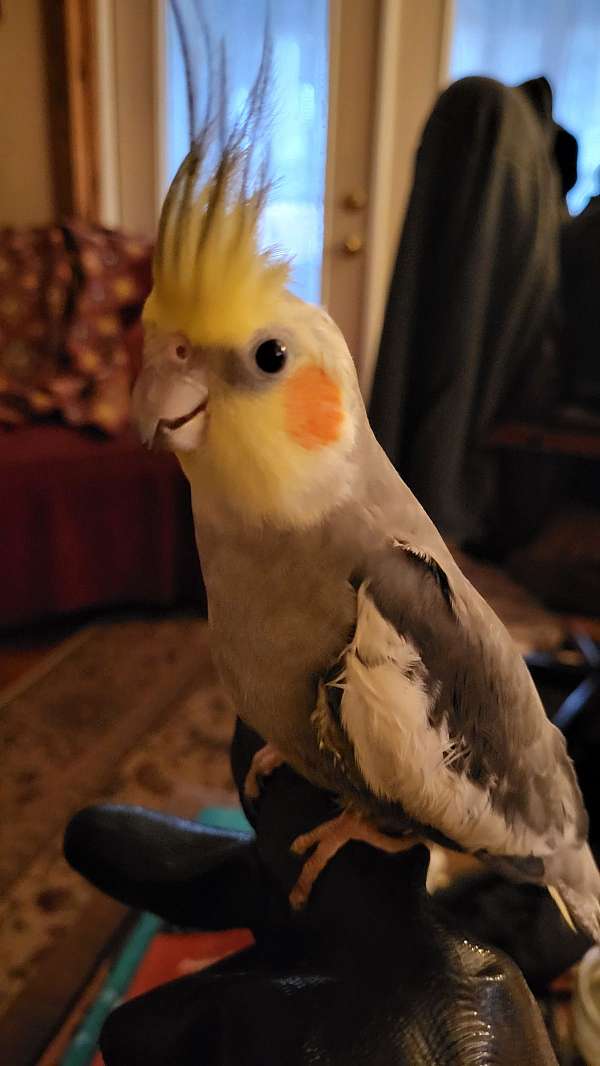 cockatiel-for-sale