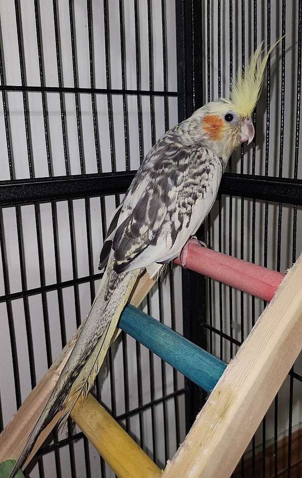 cockatiel-for-sale-in-honaker-va