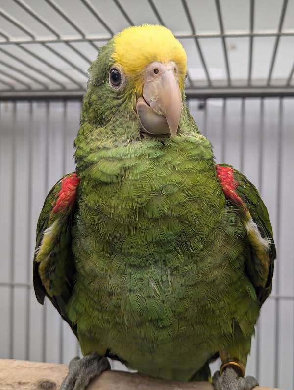 double-yellow-head-amazon-parrot-for-sale