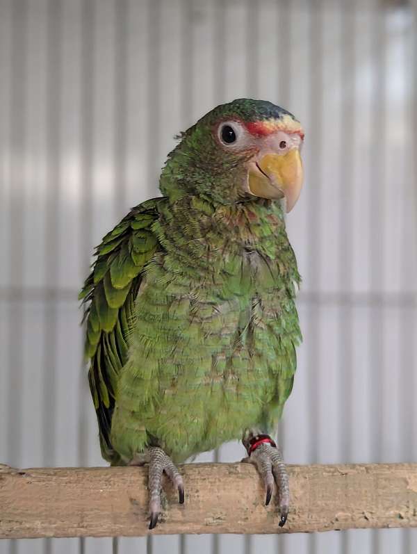 white-front-amazon-parrot-for-sale