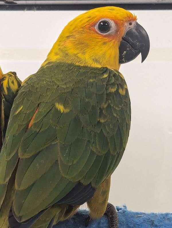 sun-conure-for-sale