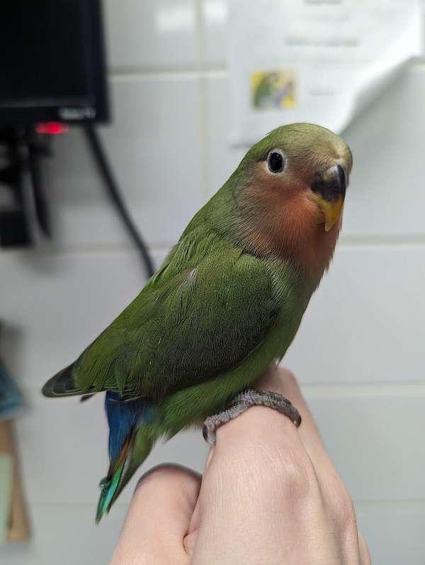 peach-faced-lovebird-for-sale