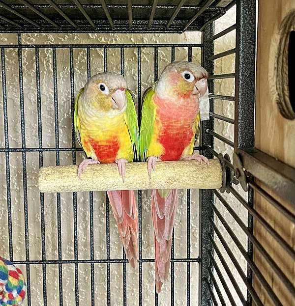 tame-bird-for-sale-in-fort-meade-fl