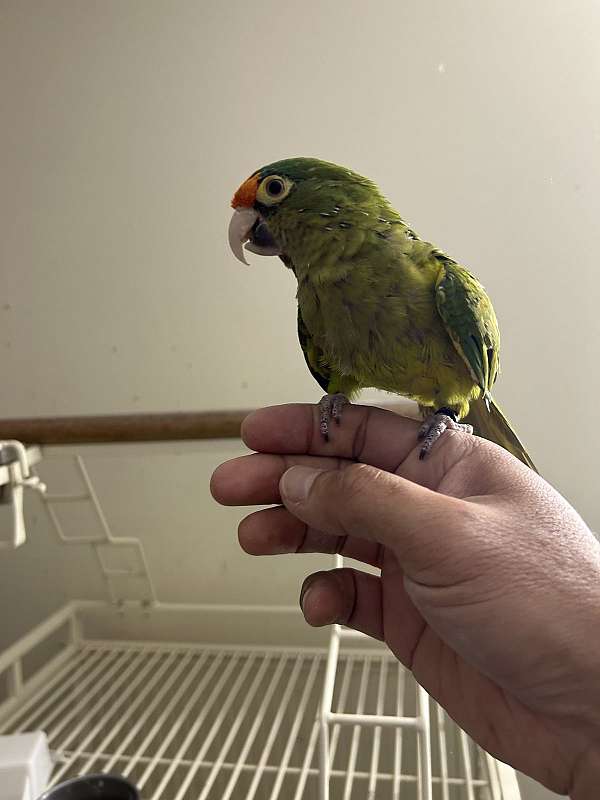 conure-half-moon-conure-for-sale-in-columbia-md