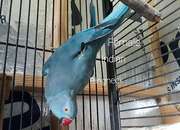 parrot-for-sale