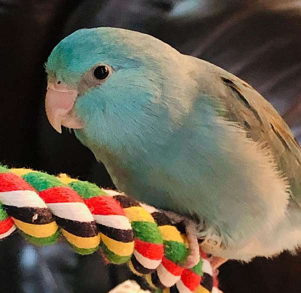 blue-opal-parrotlet-for-sale