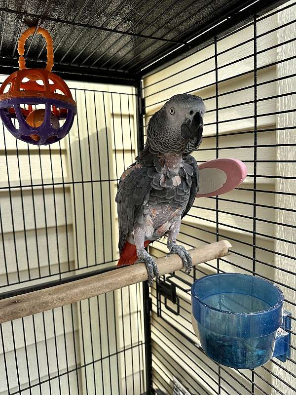 adult-bird-for-sale-in-mississippi