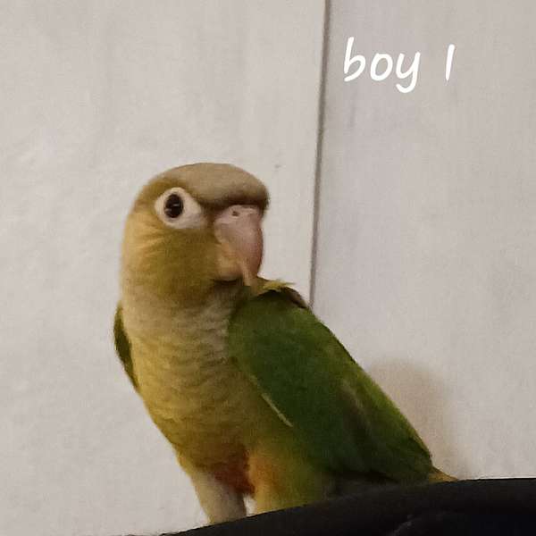 green-cheek-conure-for-sale