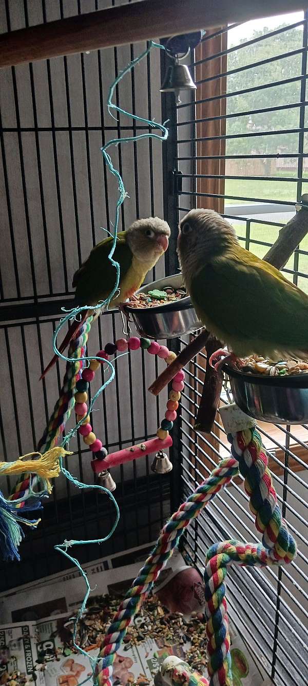 cockatiel-for-sale-in-granville-ny