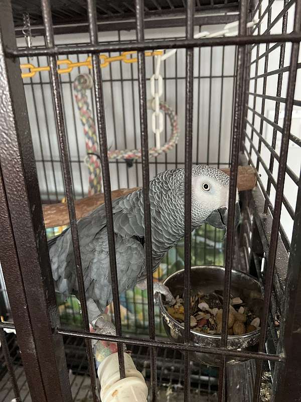 african-grey-parrot-parrot-for-sale-in-grove-city-oh