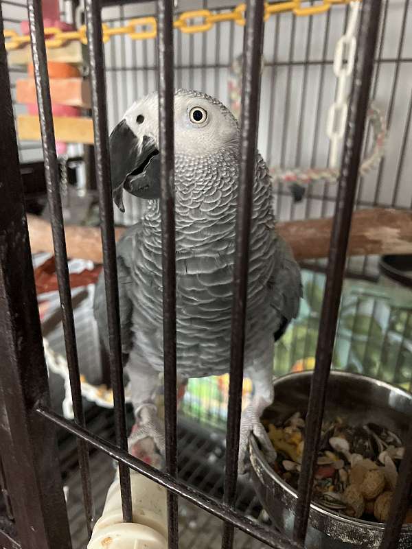 african-grey-parrot-for-sale