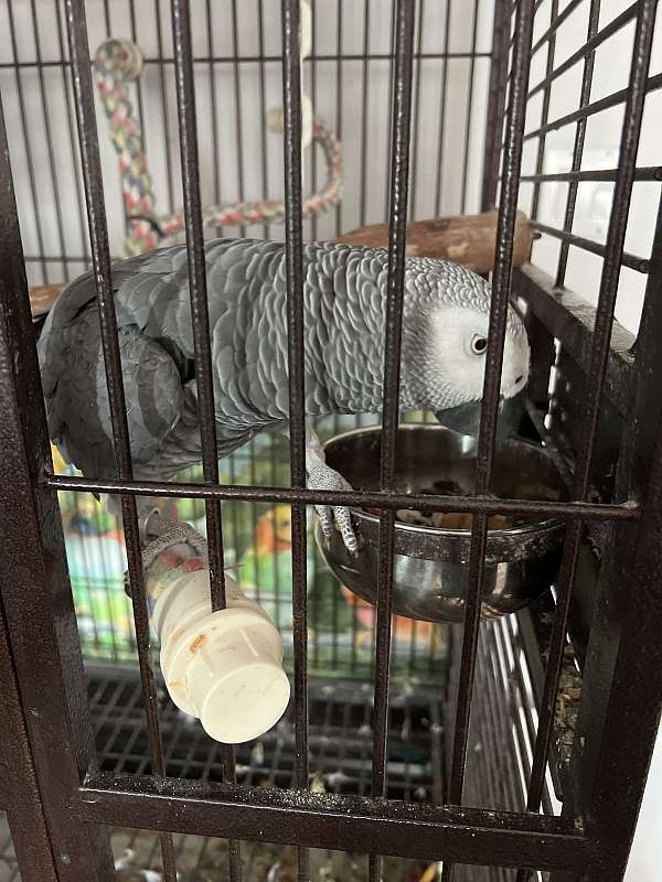 african-grey-parrot-for-sale-in-grove-city-oh