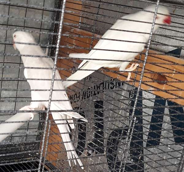 silver-white-bird-for-sale-in-kissimmee-fl