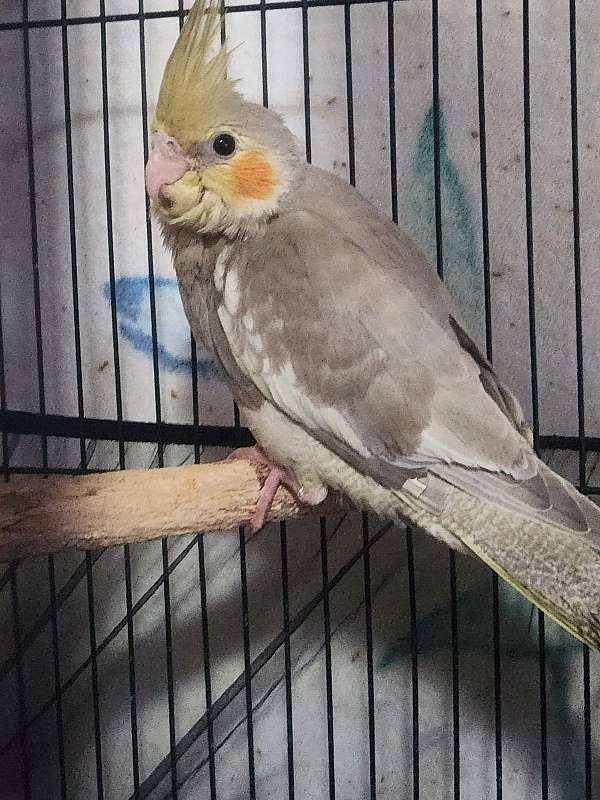 cockatiel-for-sale