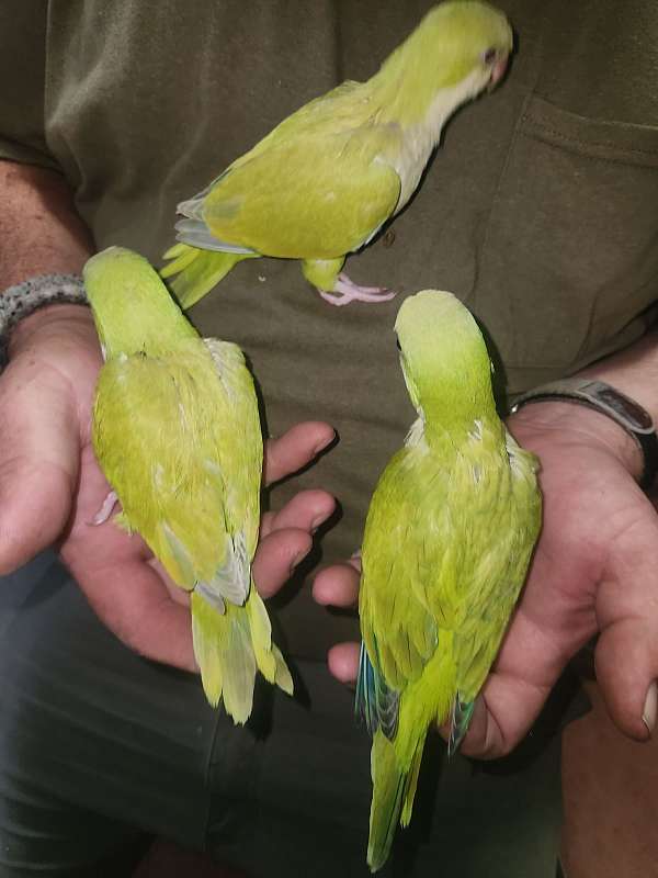 quaker-parrots-for-sale