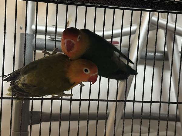 fischers-lovebird-for-sale