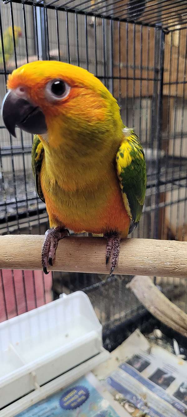 sun-conure-for-sale-in-denton-md