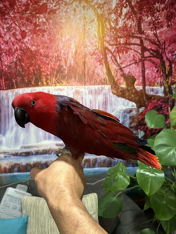 eclectus-parrots-solomon-island-parrots-for-sale-in-columbia-md