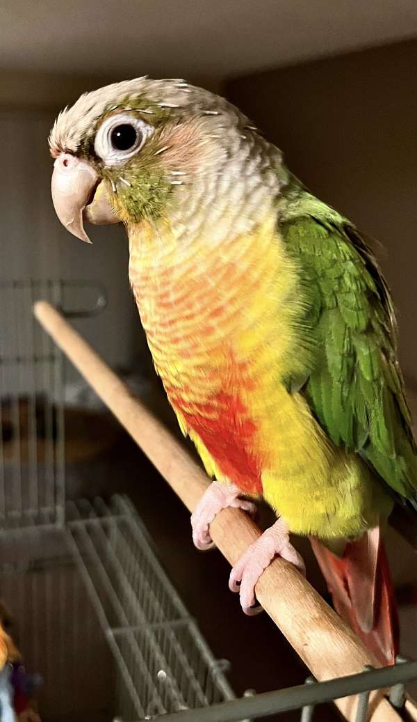 green-cheek-conure-for-sale