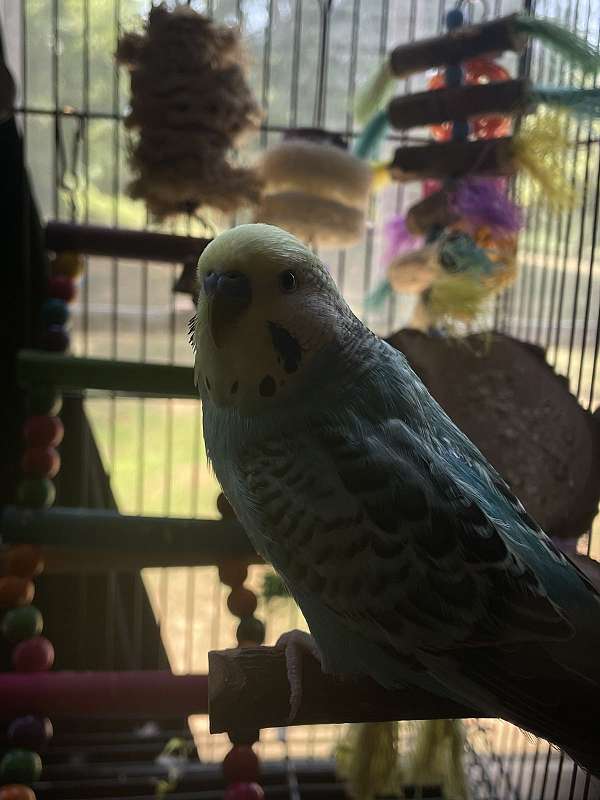 parakeet-for-sale-in-gaffney-sc