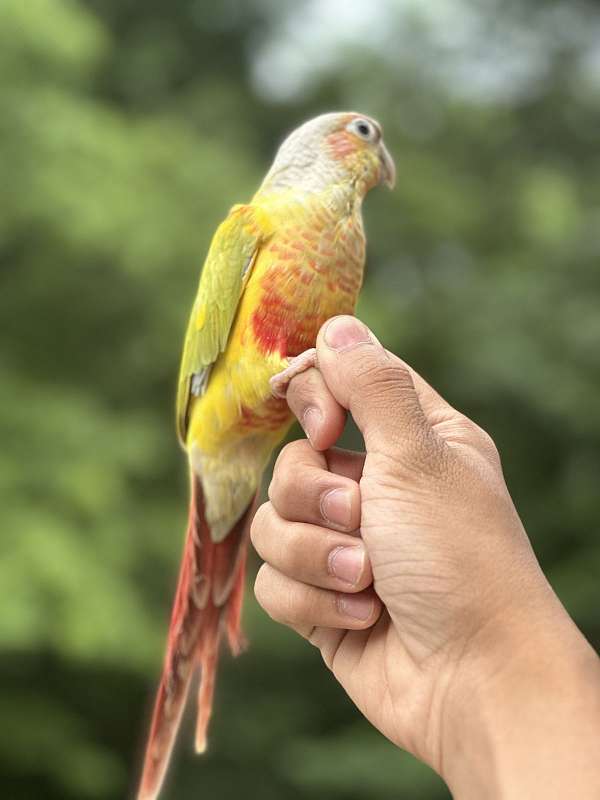 conure-for-sale