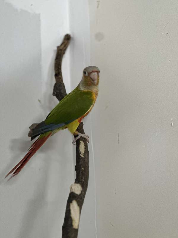 conure-for-sale