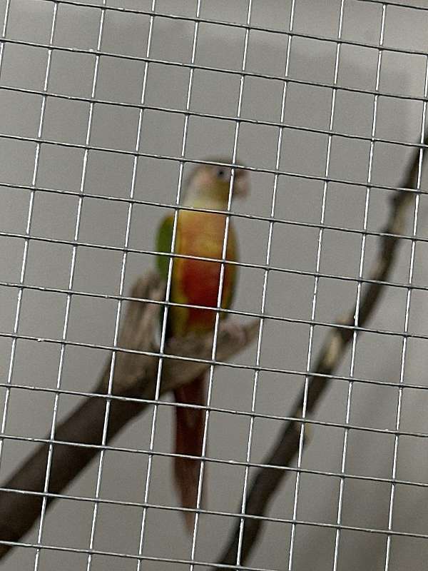 conure-for-sale