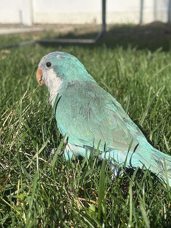 conure-for-sale