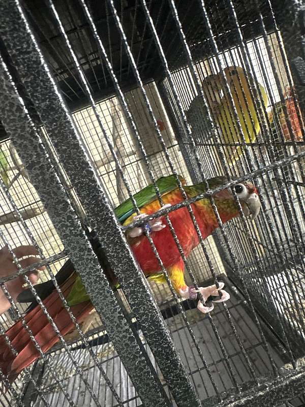 conure-for-sale