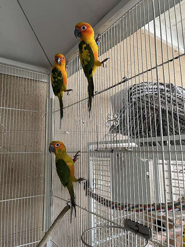 sun-conure-for-sale-in-riverside-ca