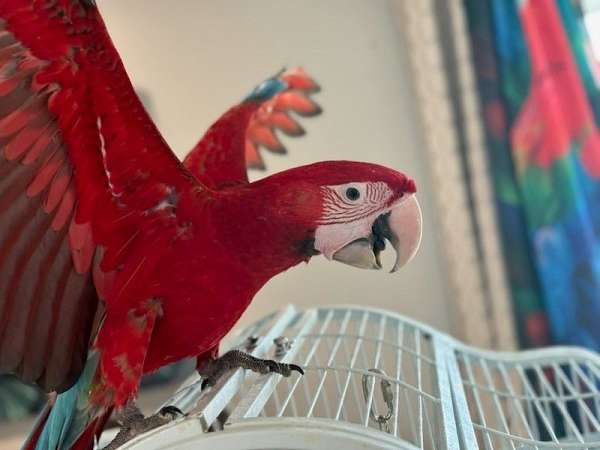 green-wing-macaw-for-sale-in-schaumburg-il